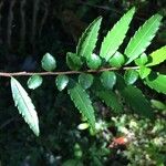 Azara lanceolata Blatt