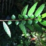 Azara lanceolata Leaf