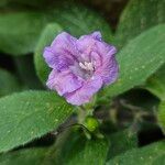 Ruellia humilis Flor