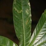 Duguetia eximia Hoja