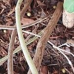 Salvia discolor Bark