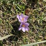 Crocus corsicus Floro