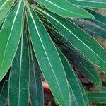 Euphorbia mellifera Lapas