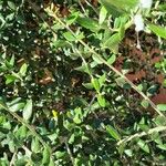 Ilex vomitoria List