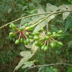 Guatteria australis Frukto