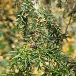 Juniperus drupacea Folio