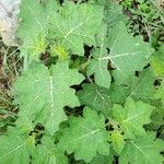 Solanum viarum Leaf