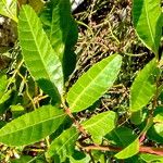 Morinda royoc Leaf