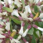 Baccharis halimifolia Λουλούδι