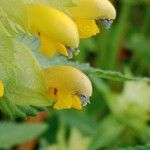 Rhinanthus alectorolophus Çiçek
