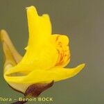 Utricularia vulgaris Kwiat