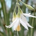 Styrax officinalis Цветок