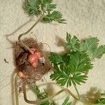 Dicentra canadensis Leaf
