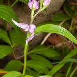 Cephalanthera rubra 樹皮