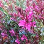 Gaura lindheimeri ᱵᱟᱦᱟ