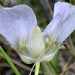 Calochortus gunnisonii Λουλούδι