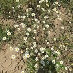 Anthemis ruthenica Flower