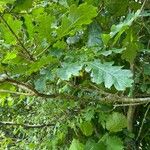 Quercus × rosacea Blad