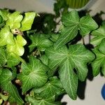 Hedera hibernica पत्ता