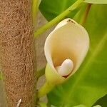 Philodendron hederaceum  var kirkbridei 花