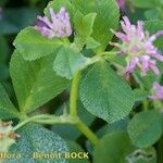 Trifolium resupinatum Other