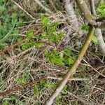 Salix myrsinifolia Blad