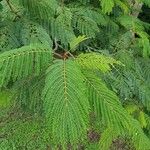 Albizia carbonaria Ліст