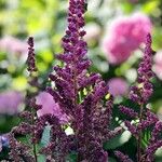 Astilbe japonica Lorea