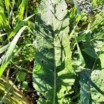 Rumex patientia Leaf