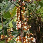 Pycnandra controversa Fruit