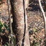 Ouratea castaneifolia Casca
