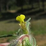 Ajuga chamaepitys 花