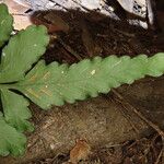 Asplenium macrophlebium Leaf