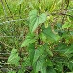 Dioscorea oppositifolia برگ