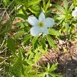Anemonastrum canadense Flower