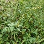 Ambrosia artemisiifolia Blatt