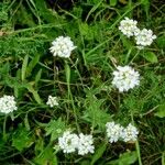 Berteroa incana Habit