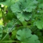 Pelargonium odoratissimum 葉