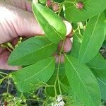 Bourreria succulenta Leaf