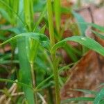 Stellaria holostea Ŝelo