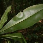 Rhabdodendron amazonicum Frunză