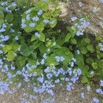 Brunnera macrophylla花