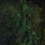 Polystichum sinense Hábito