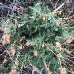 Helianthemum squamatum Hoja