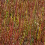 Drosera filiformis Συνήθη χαρακτηριστικά