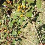 Pittosporum stenopetalum অভ্যাস