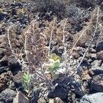 Aeonium valverdense 花
