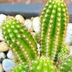 Chamaecereus silvestrii Blatt