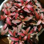 Fittonia albivenis Листок