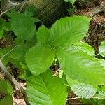 Fagus grandifolia Leaf